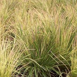 6 x canche cespiteuse  - deschampsia cespitosa 'goldtau'  - godet 9x9 cm