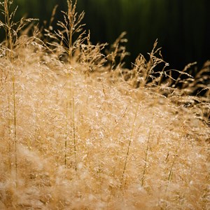 6 x canche cespiteuse  - deschampsia cespitosa 'goldtau'  - godet 9x9 cm