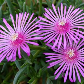 6 x pourpier de cooper - delosperma cooperi  - godet 9x9 cm