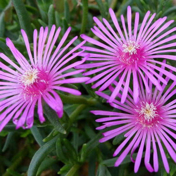 6 x pourpier de cooper - delosperma cooperi - godet 9x9 cm