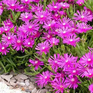 6 x pourpier de cooper - delosperma cooperi  - godet 9x9 cm