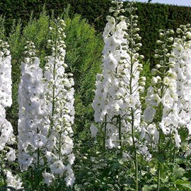 6 x pied d'alouette belladone  - delphinium 'galahad'  - godet 9x9 cm