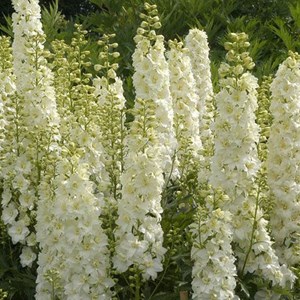 6 x pied d'alouette belladone  - delphinium 'galahad'  - godet 9x9 cm