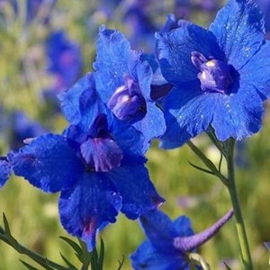 6 x pied d'alouette belladone - delphinium grandiflorum 'blauer zwerg' - godet