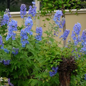 6 x pied d'alouette belladone - delphinium grandiflorum 'blauer zwerg' - godet