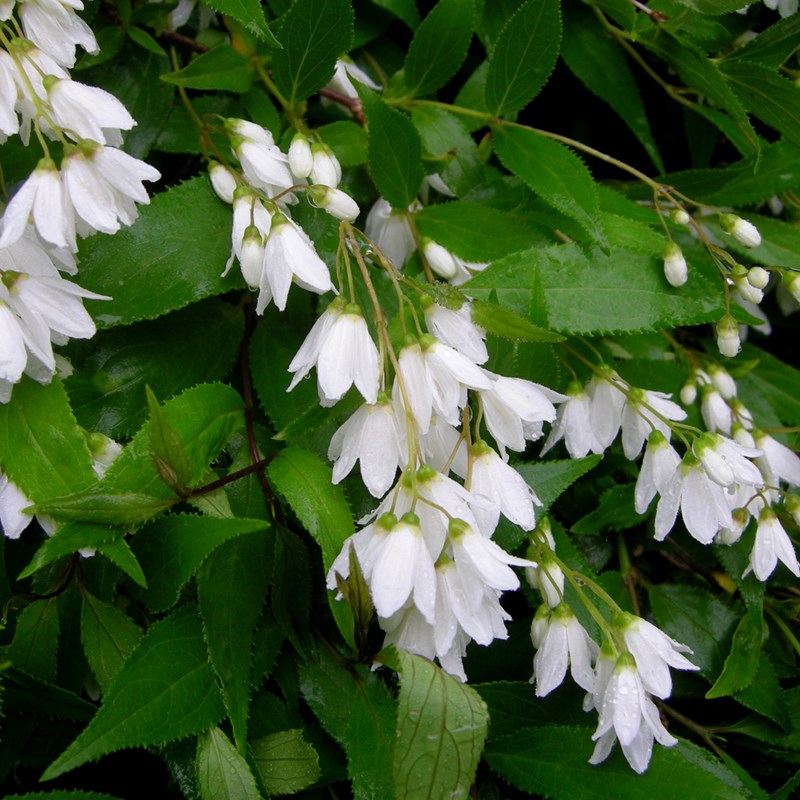 Arborix - 2 x deutzie gracile  - deutzia gracilis 'nikko'  - 25-30 cm pot