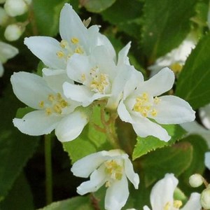 2 x deutzia gracilis - 25-30 cm pot