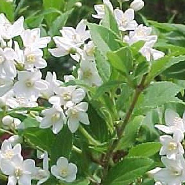 Arborix - Deutzia gracilis - 50-60 cm pot