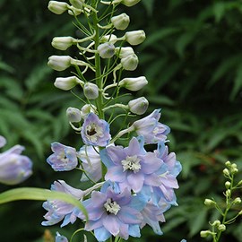 6 x pied d'alouette belladone  - delphinium 'guinevere'  - godet 9x9 cm