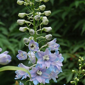 6 x pied d'alouette belladone  - delphinium 'guinevere'  - godet 9x9 cm