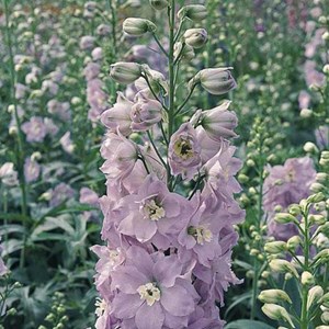 6 x pied d'alouette belladone  - delphinium 'guinevere'  - godet 9x9 cm