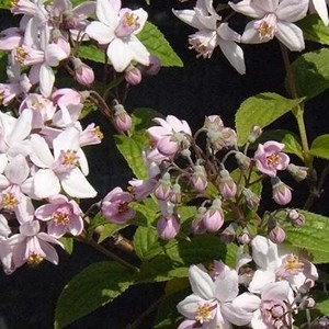 Deutzie hybride  - deutzia hybrida 'mont rose'  - 60-80 cm pot