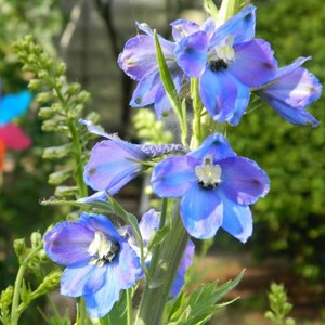 6 x pied d'alouette belladone  - delphinium 'piccolo'  - godet 9x9 cm