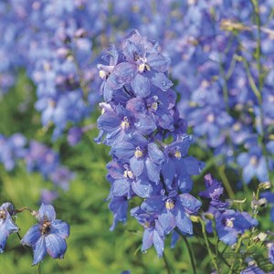 6 x pied d'alouette belladone  - delphinium 'piccolo'  - godet 9x9 cm