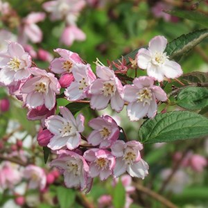 2 x deutzie  - deutzia purpurascens 'kalmiiflora'  - 40-60 cm pot