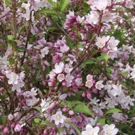 2 x deutzie  - deutzia purpurascens 'kalmiiflora'  - 40-60 cm pot