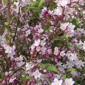 2 x deutzie  - deutzia purpurascens 'kalmiiflora'  - 40-60 cm pot