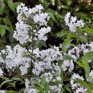 2 x deutzie rosea  - deutzia rosea 'campanulata'  - 40-60 cm pot