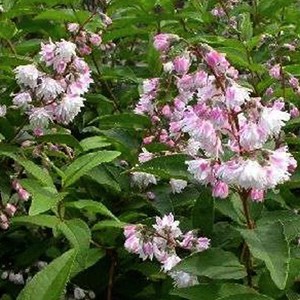 2 x deutzie rude  - deutzia scabra 'codsall pink'  - 40-60 cm pot