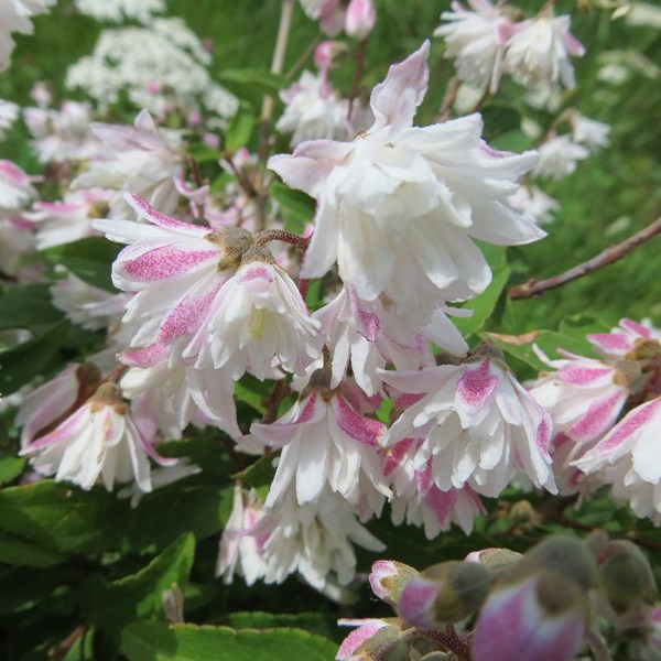Arborix - 2 x deutzie rude  - deutzia scabra 'codsall pink'  - 40-60 cm pot