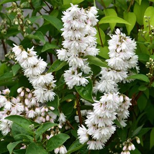 2 x deutzia crenata 'pride of rochester' - 60-80 cm pot
