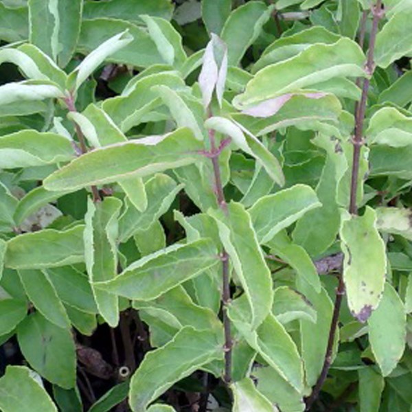 Arborix - 2 x deutzia crenata 'pride of rochester' - 60-80 cm pot