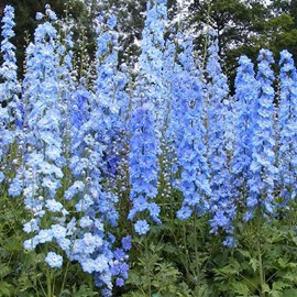 6 x pied d'alouette belladone  - delphinium 'summer skies'  - godet 9x9 cm