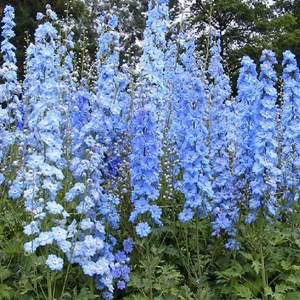 6 x pied d'alouette belladone  - delphinium 'summer skies'  - godet 9x9 cm