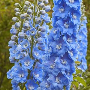 6 x pied d'alouette belladone  - delphinium 'summer skies'  - godet 9x9 cm