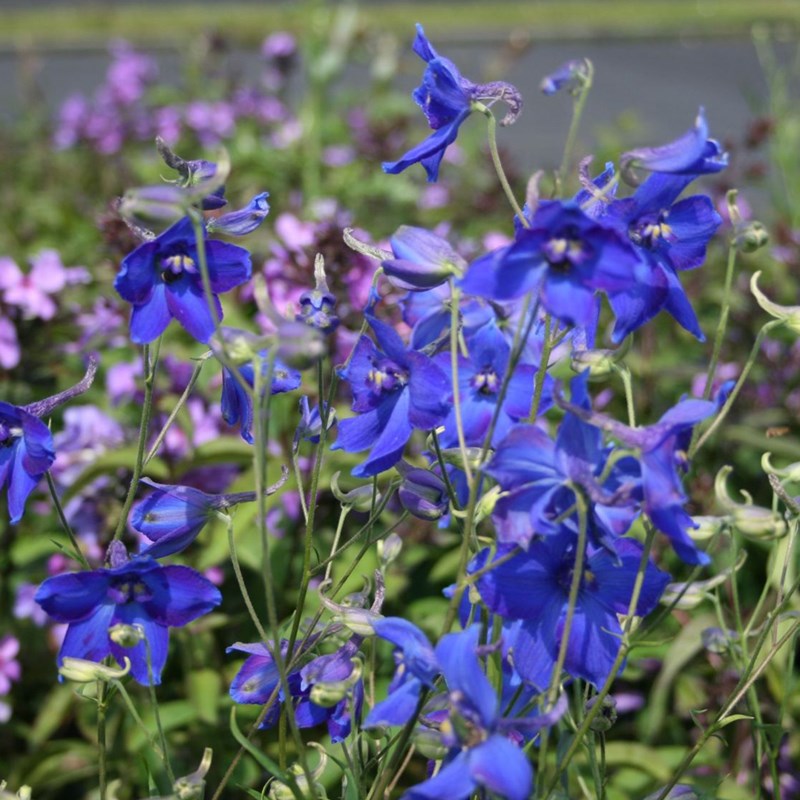 6 x pied d'alouette belladone - delphinium 'voelkerfrieden' - godet 9x9 cm