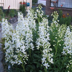 6 x fraxinelle blanche - dictamnus albus 'albiflorus'  - godet 9x9 cm
