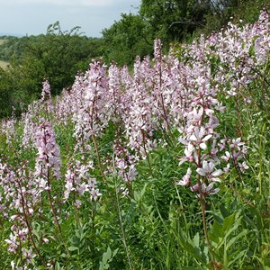 6 x fraxinelle - dictamnus albus  - godet 9x9 cm