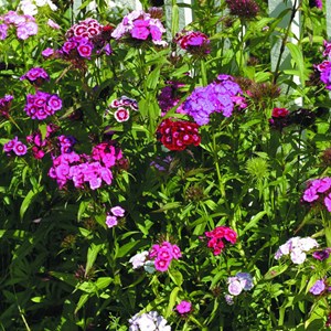 6 x œillet du poète  - dianthus barbatus 'indianer teppich'  - godet 9x9 cm