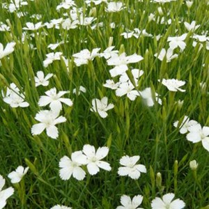 6 x œillet couché  - dianthus deltoides 'albiflorus'  - godet 9x9 cm