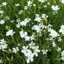 6 x œillet couché  - dianthus deltoides 'albiflorus'  - godet 9x9 cm
