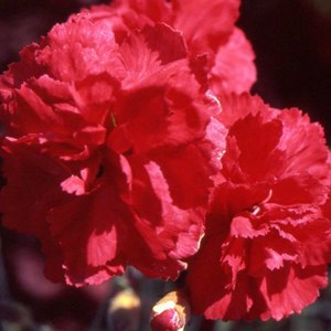 6 x œillet mignardise  - dianthus plumarius 'david'  - godet 9x9 cm