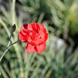 6 x œillet mignardise  - dianthus plumarius 'david'  - godet 9x9 cm