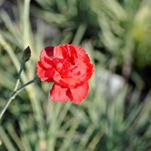 6 x œillet mignardise  - dianthus plumarius 'david'  - godet 9x9 cm