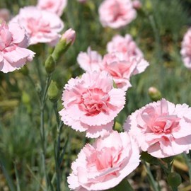 6 x œillet mignardise  - dianthus plumarius 'doris'  - godet 9x9 cm