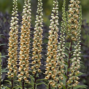 6 x digitale ferreuse  - digitalis ferruginea 'gigantea'  - godet 9x9 cm