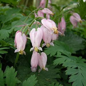 6 x cœur de marie de formose - dicentra formosa  - godet 9x9 cm