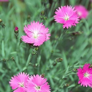 6 x œillet de grenoble - dianthus gratianopolitanus 'pink jewel' - godet 9x9 cm