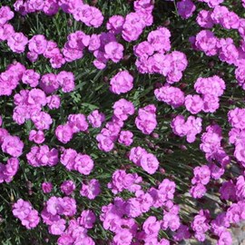 6 x œillet de grenoble - dianthus gratianopolitanus 'pink jewel' - godet 9x9 cm