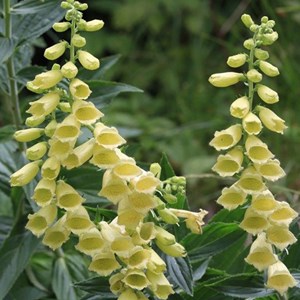 6 x digitale à grandes fleurs - digitalis grandiflora  - godet 9x9 cm