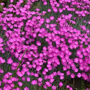 6 x œillet de grenoble - dianthus gratianopolitanus  - godet 9x9 cm