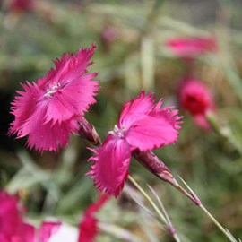 6 x œillet de grenoble - dianthus gratianopolitanus  - godet 9x9 cm