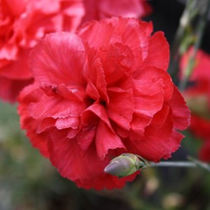 6 x œillet mignardise  - dianthus plumarius 'heidi'  - godet 9x9 cm