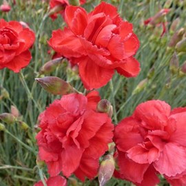 6 x œillet mignardise  - dianthus plumarius 'heidi'  - godet 9x9 cm