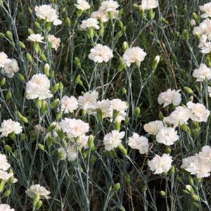 6 x œillet mignardise  - dianthus plumarius 'haytor white'  - godet 9x9 cm