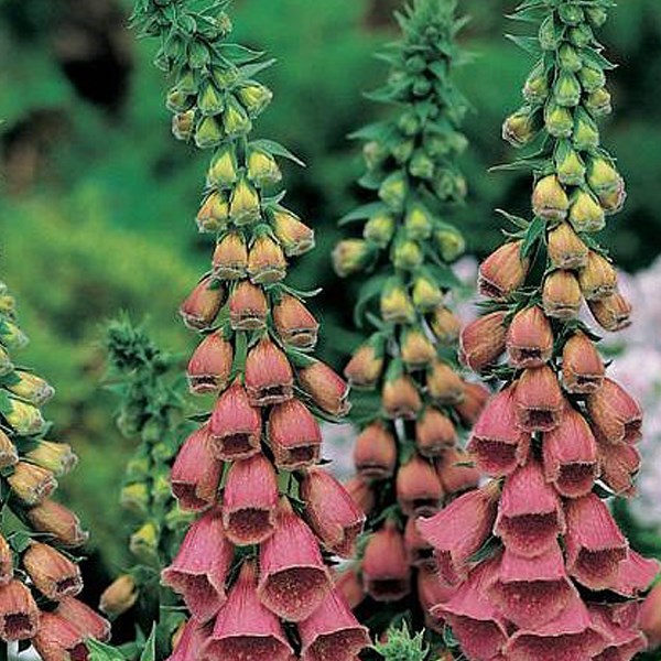 6 x digitale mertonensis - digitalis 'mertonensis' - godet 9x9 cm